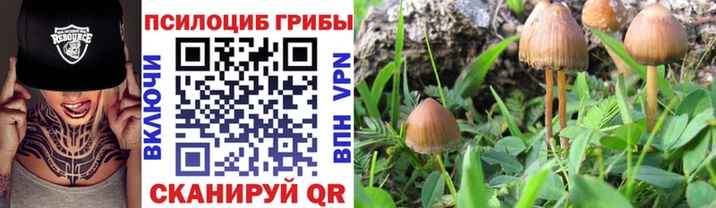 Купить где  Ессентуки  Псилоцибиновые грибы MAGIC MUSHROOMS 